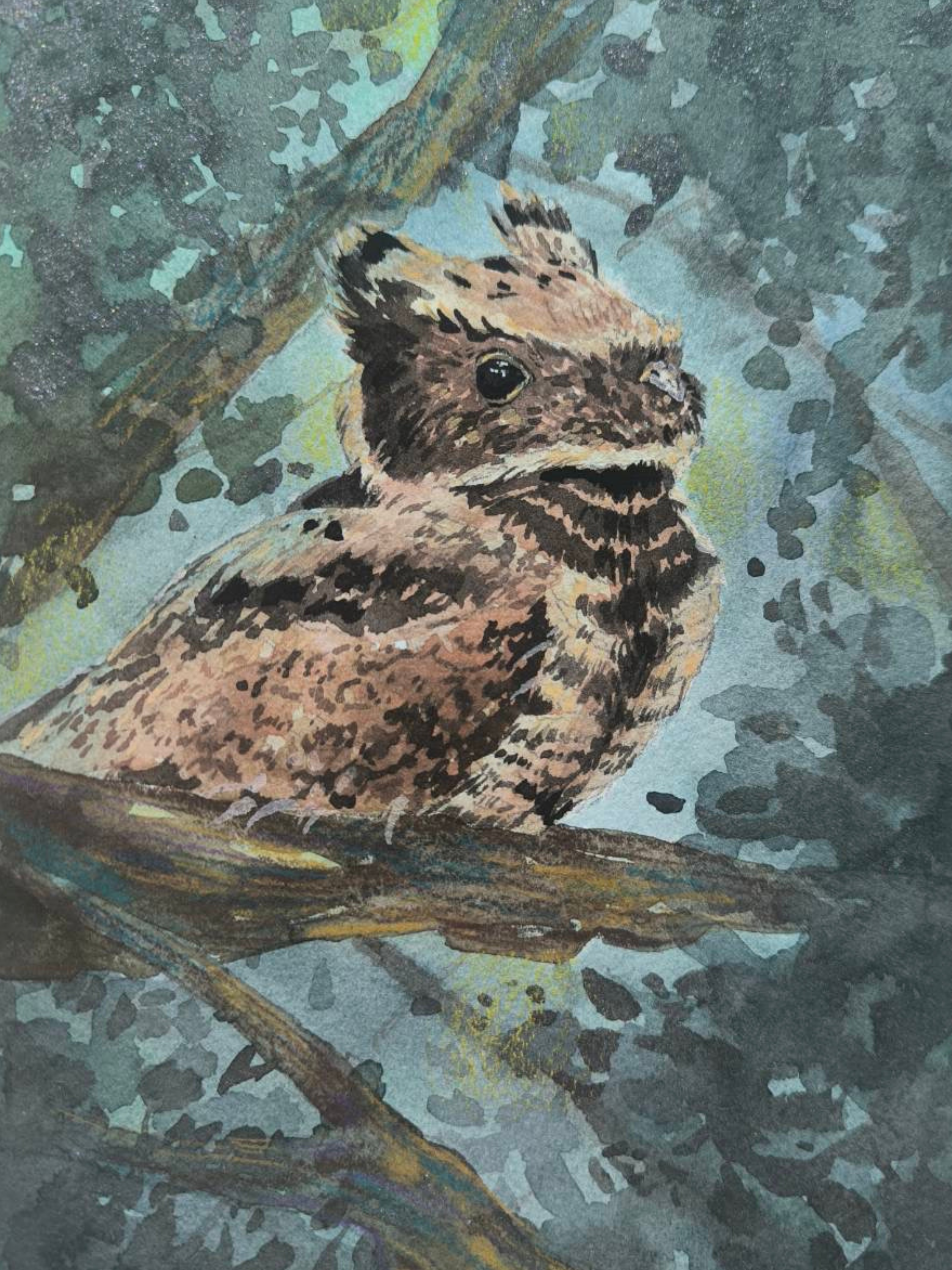 ガーネット ヌーマナイト フクロウ Great-eared Nightjar