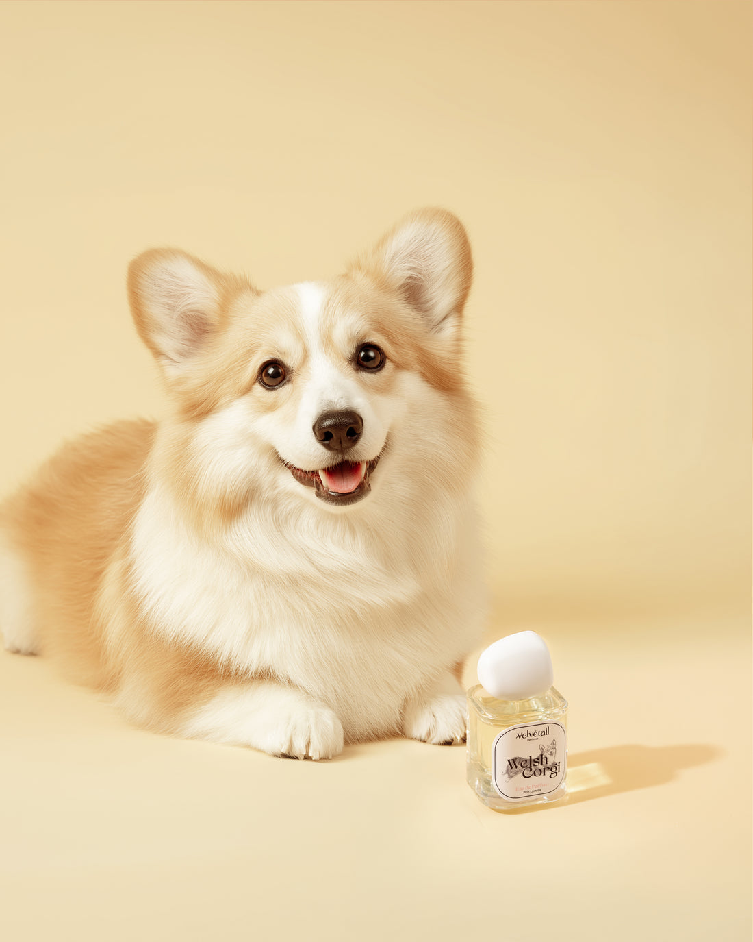 Welsh Corgi