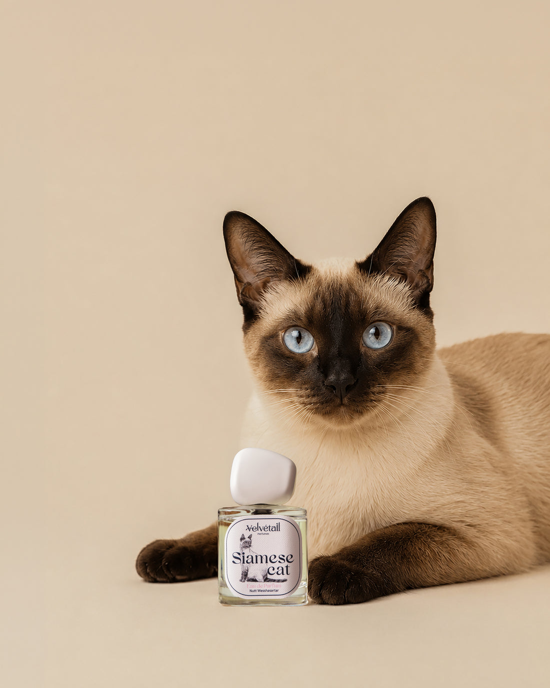 Siamese Cat