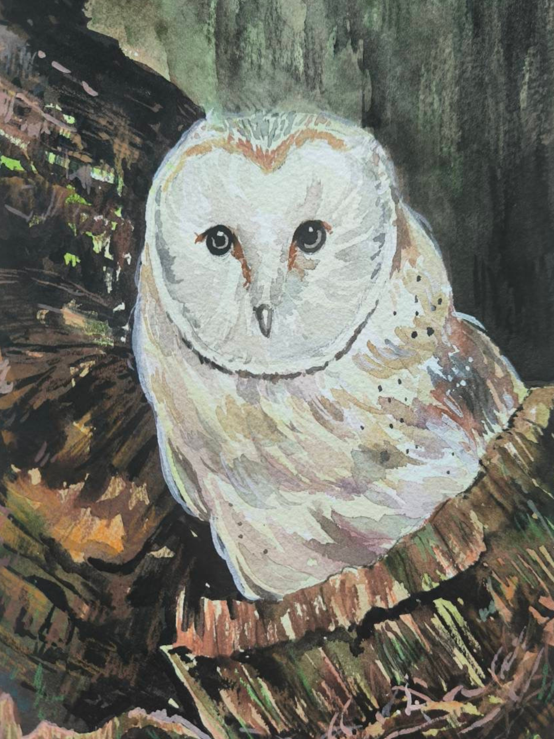 Barn Owl
