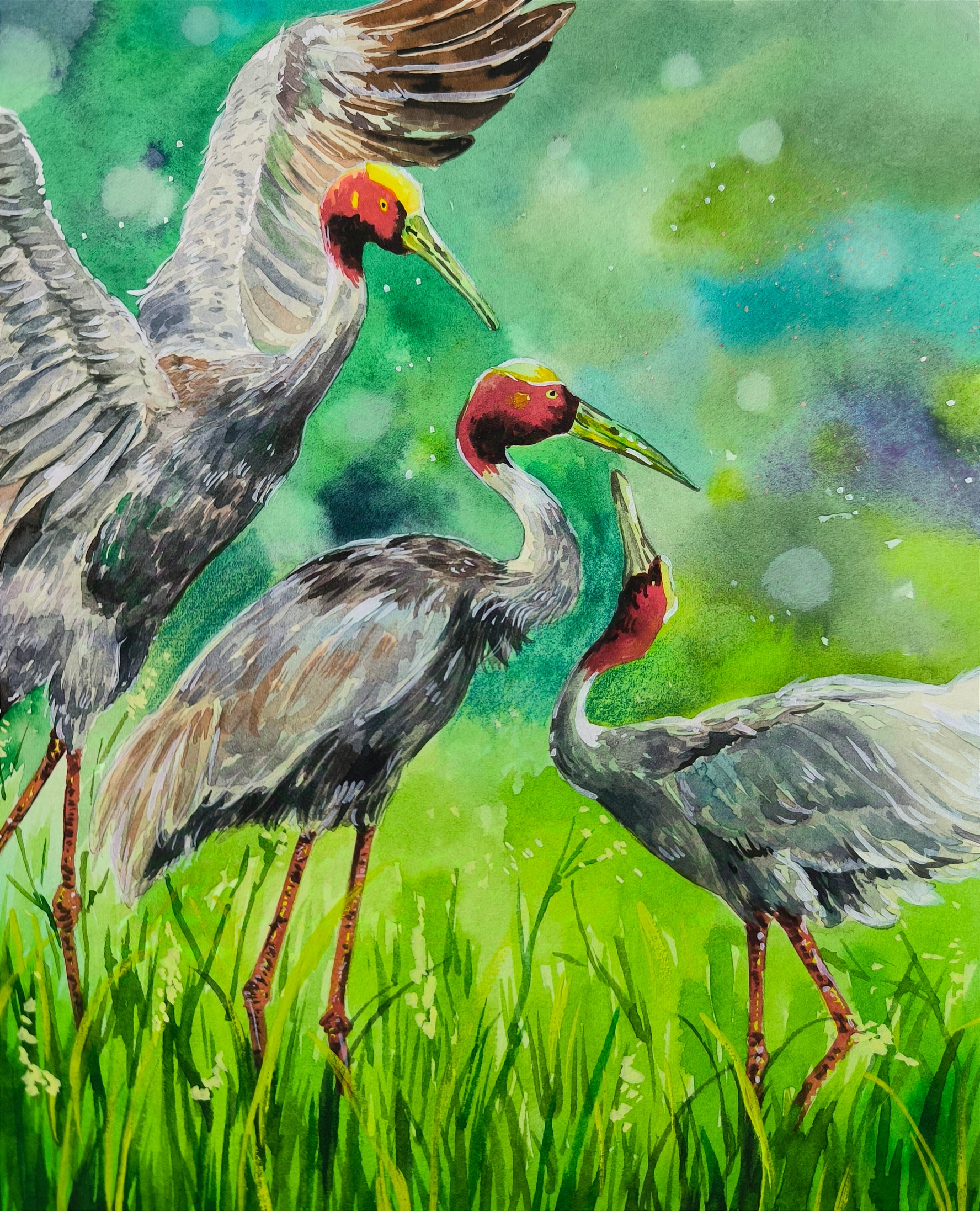Eastern Sarus Crane