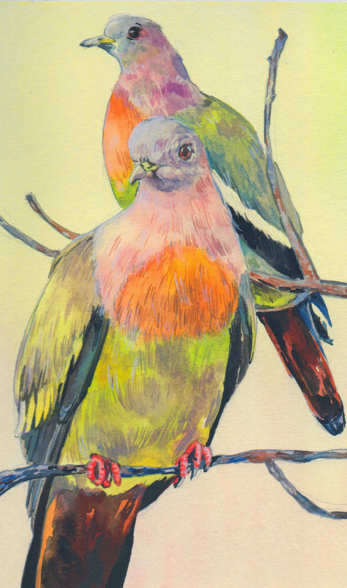Pink-necked Green Pigeon