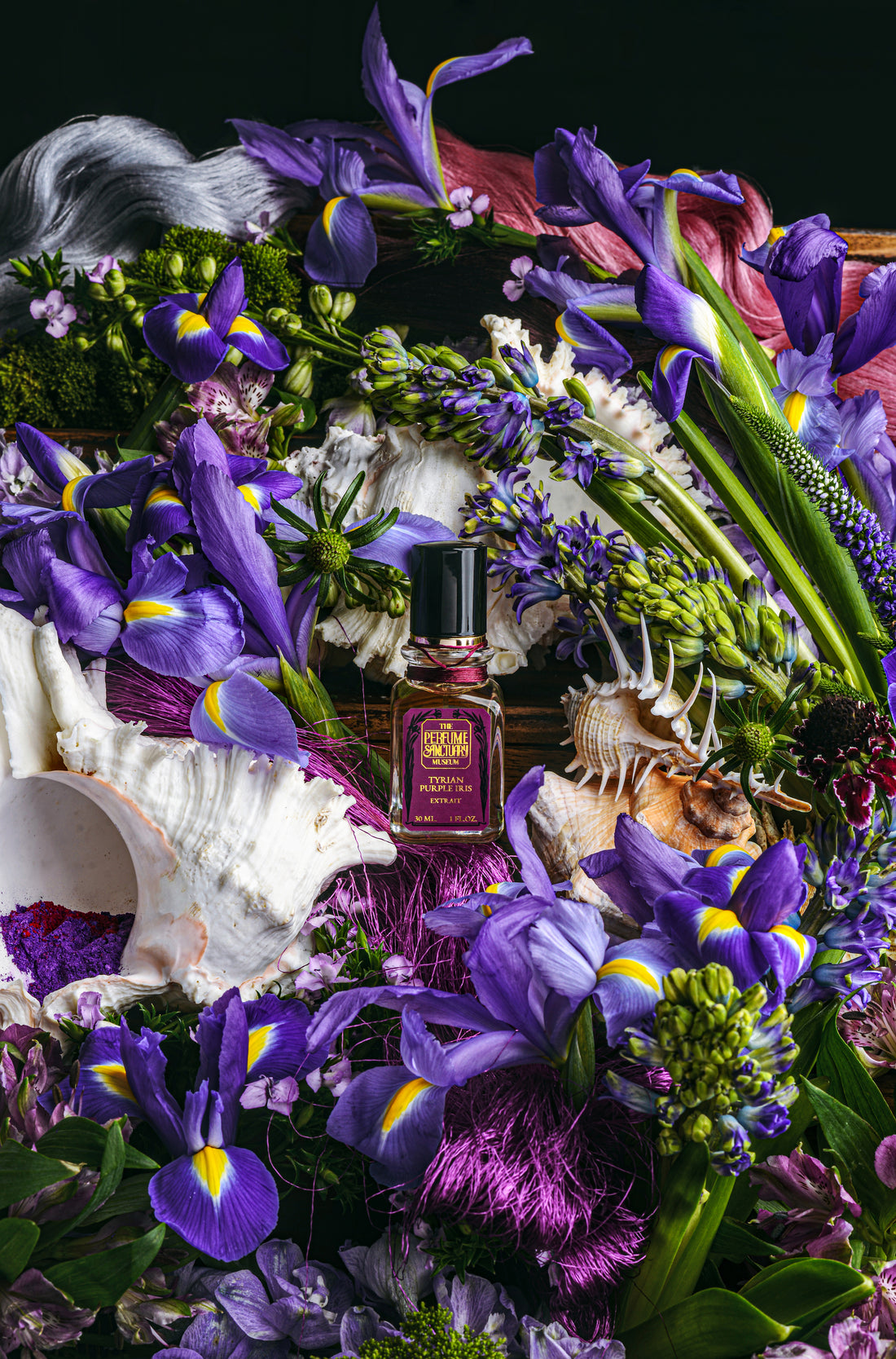 Tyrian Purple Iris